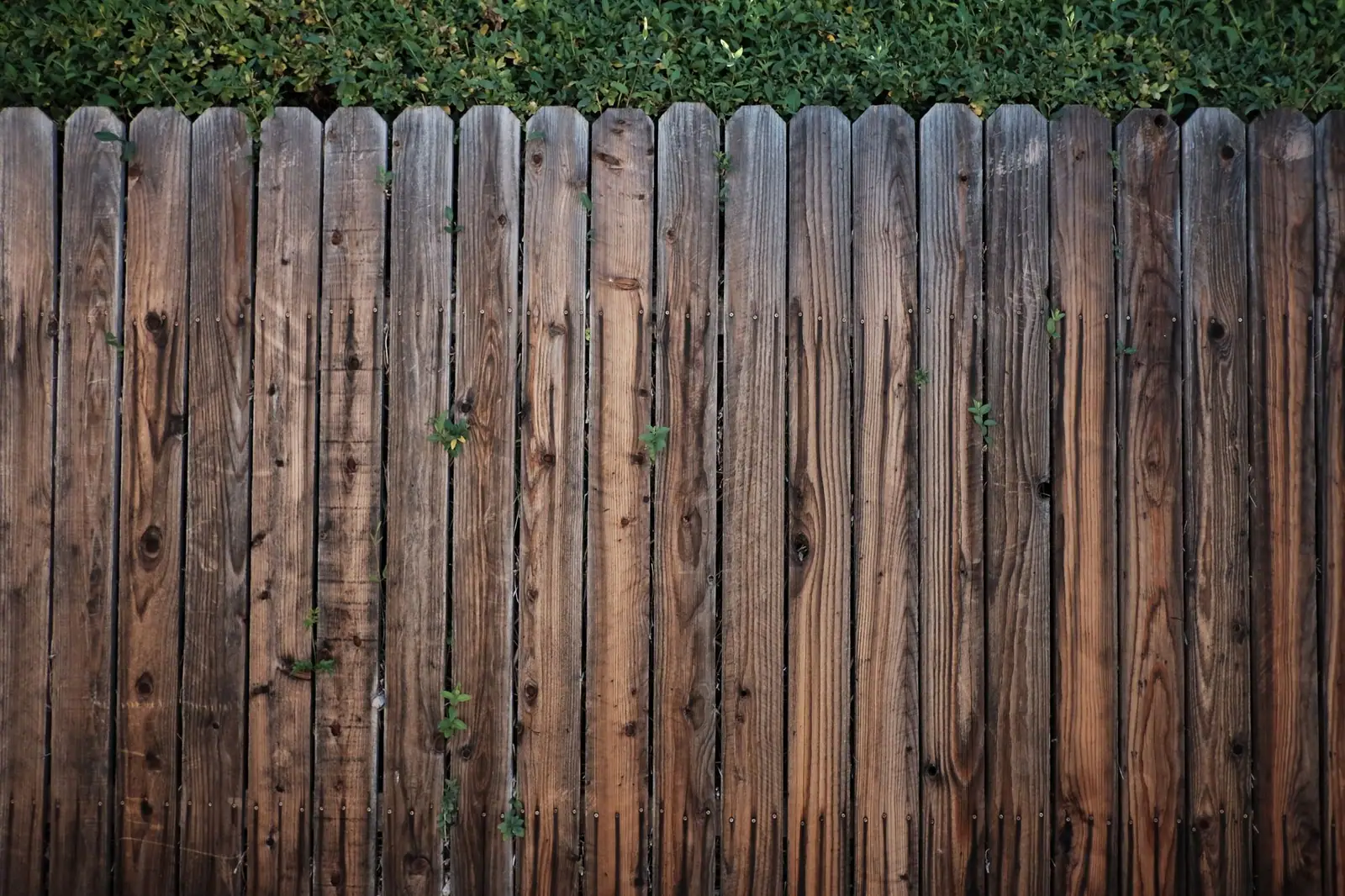 Weathered wood privacy fence with vertical boards and ivy along the top